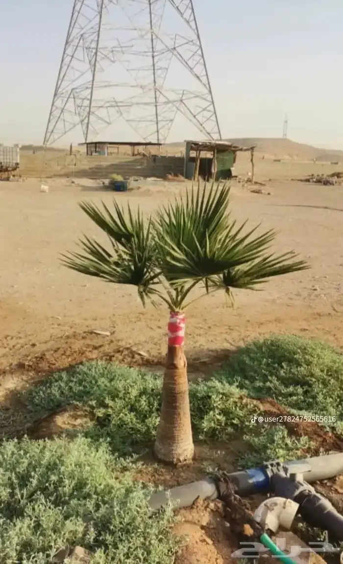 يوجدلديناجميع انواع انخل العربي والواشنطن 31