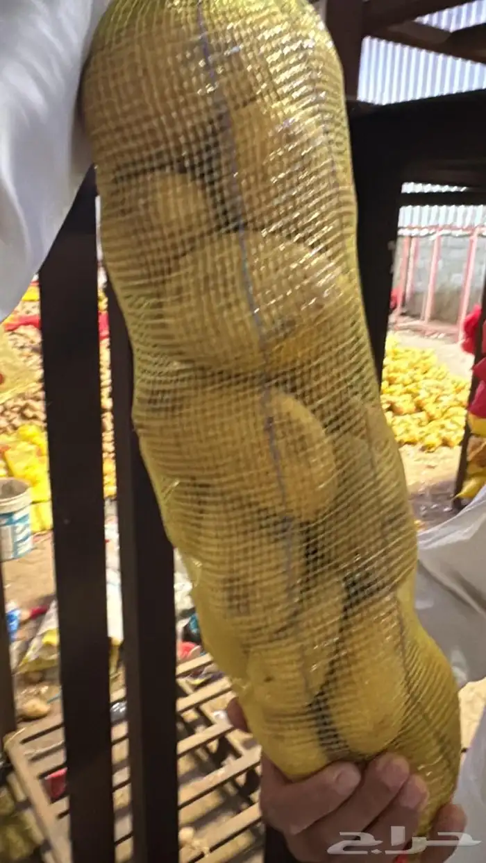 بطاطس للبيع جملة كميات 3