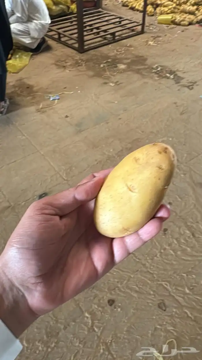 بطاطس للبيع جملة كميات 1