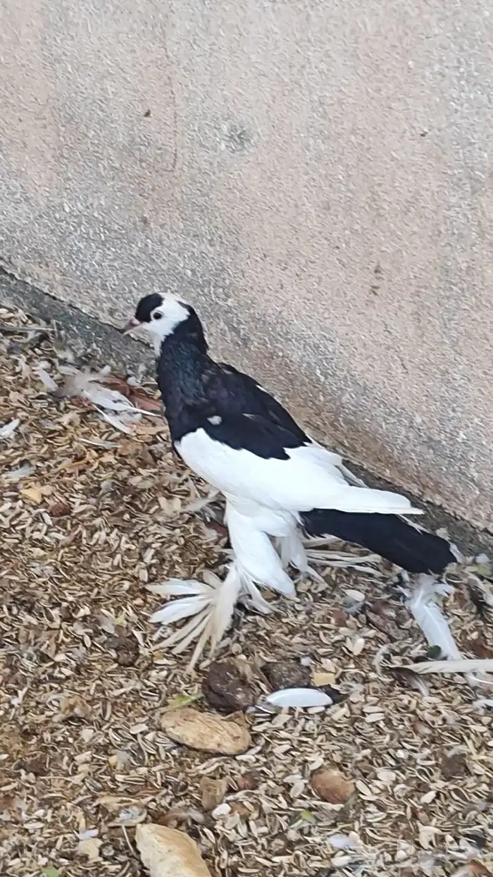 للبيع حمام 1