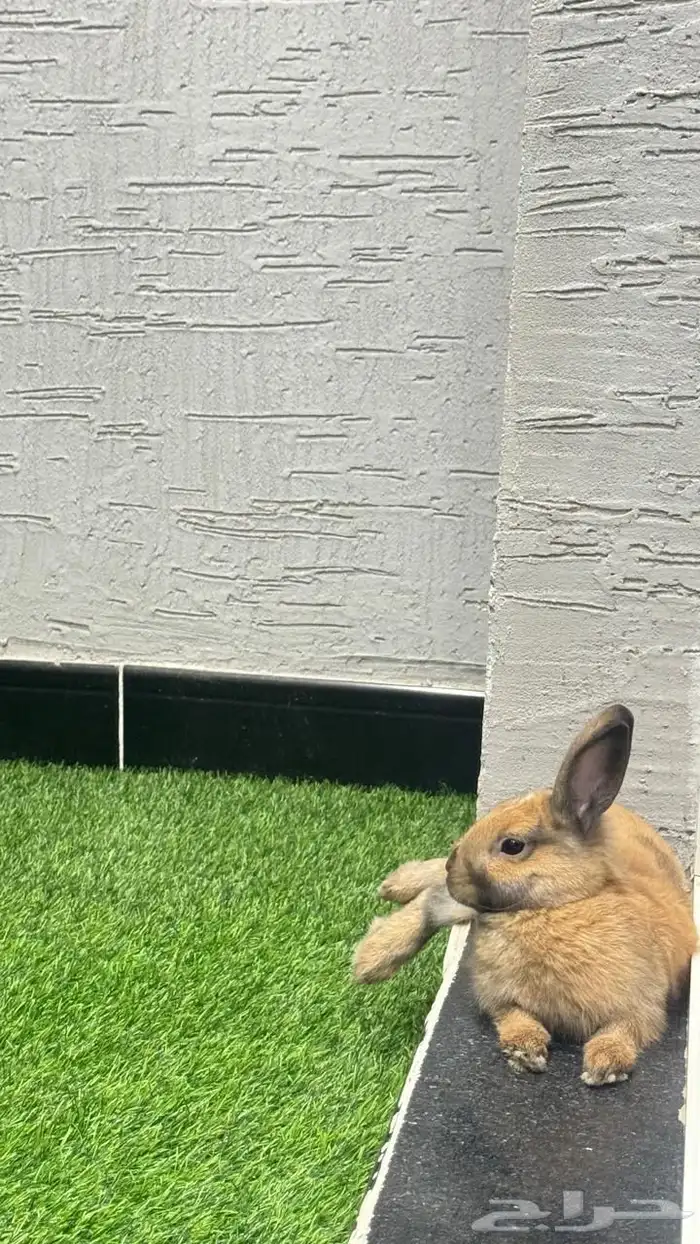 حيوان انوع ارنب 1