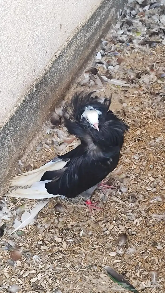 للبيع حمام 2