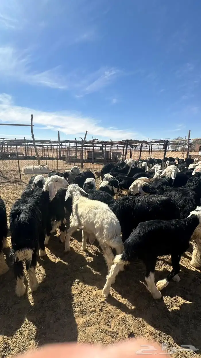 بهم نجد للبيع 0