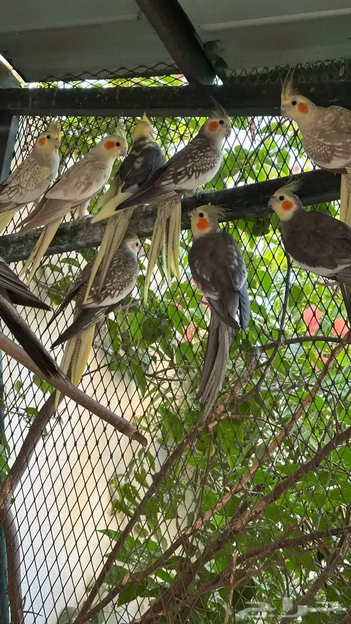 طيور زينه للبيع 1