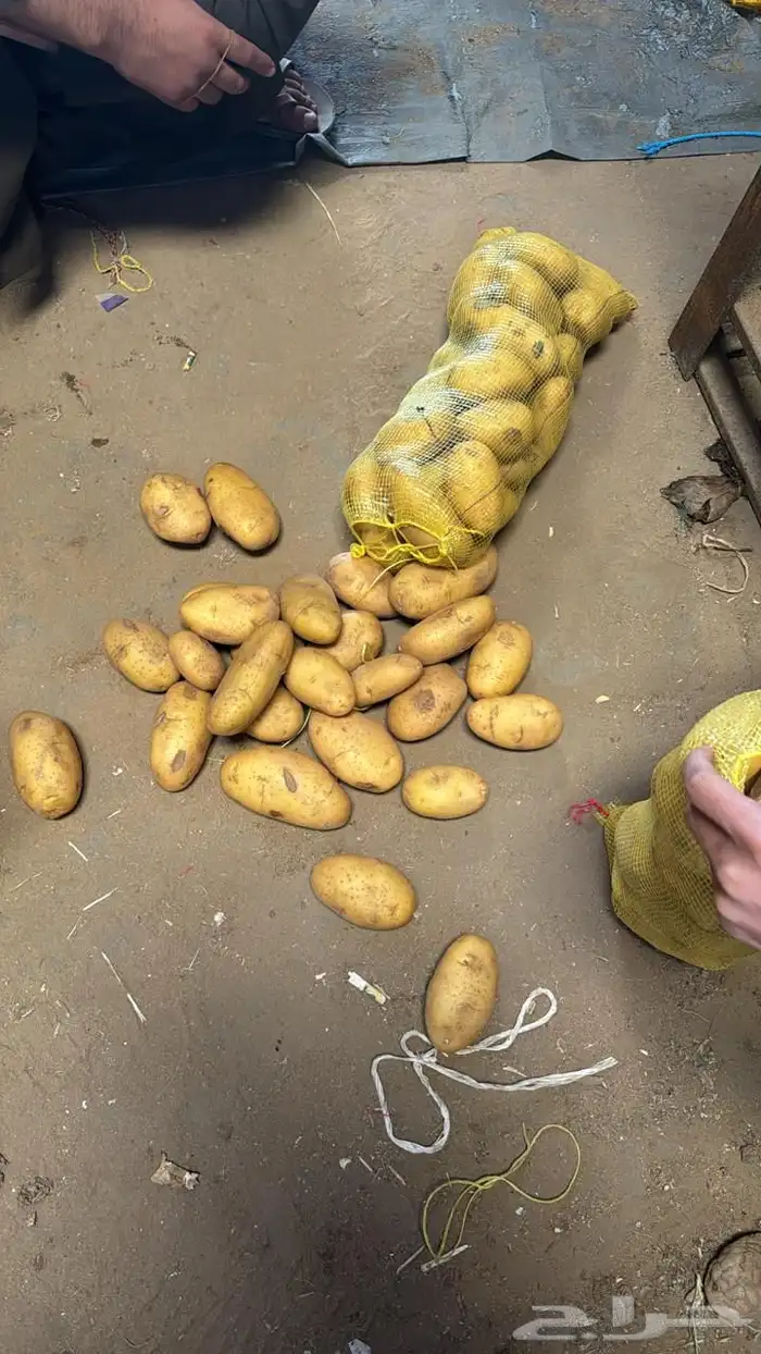بطاطس للبيع جملة كميات 2