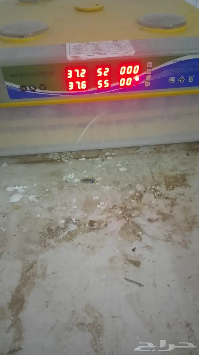 فقاسه 98 بيضه 1