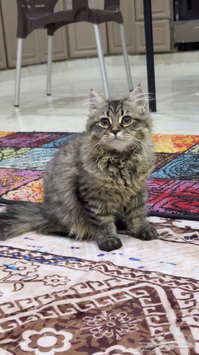 قطه شرازيه 0