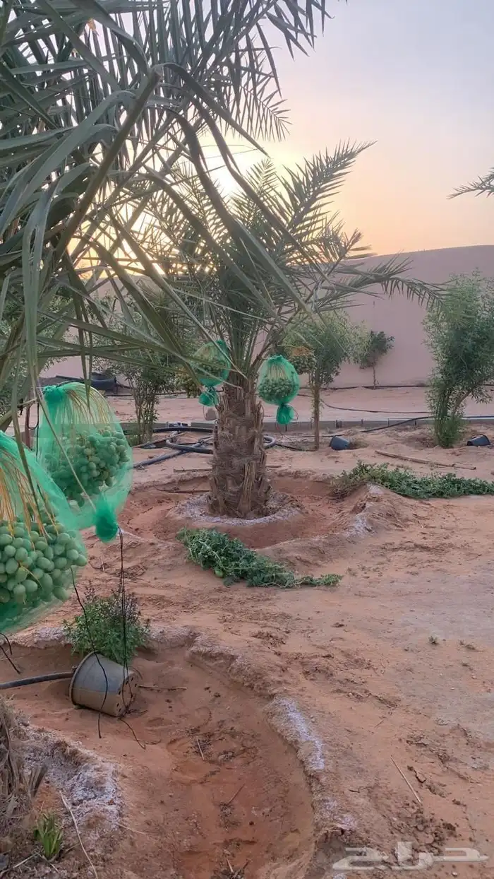 للبيع مزراعه في مركز السيباني 30