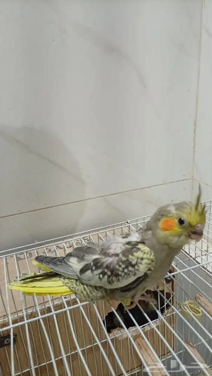 فرخ كروان فراشة 2