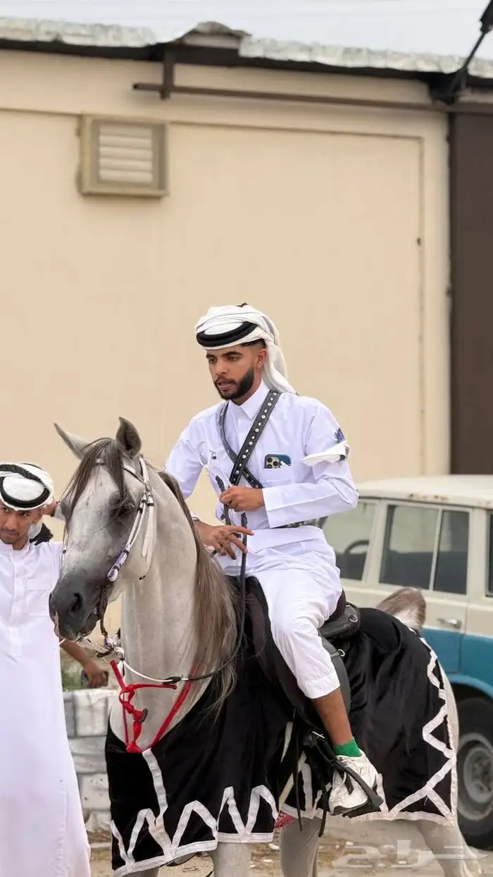 حصان مصري بيور 1