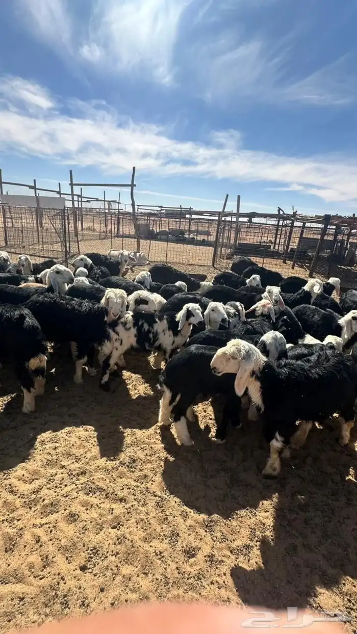 بهم نجد للبيع 4