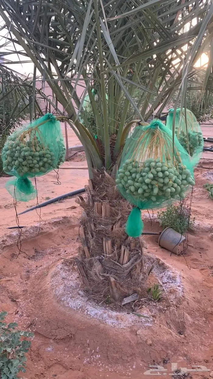 للبيع مزراعه في مركز السيباني 28