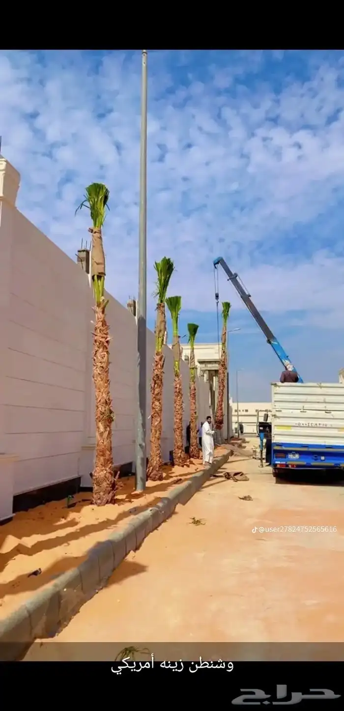 يوجدلديناجميع انواع انخل العربي والواشنطن 34