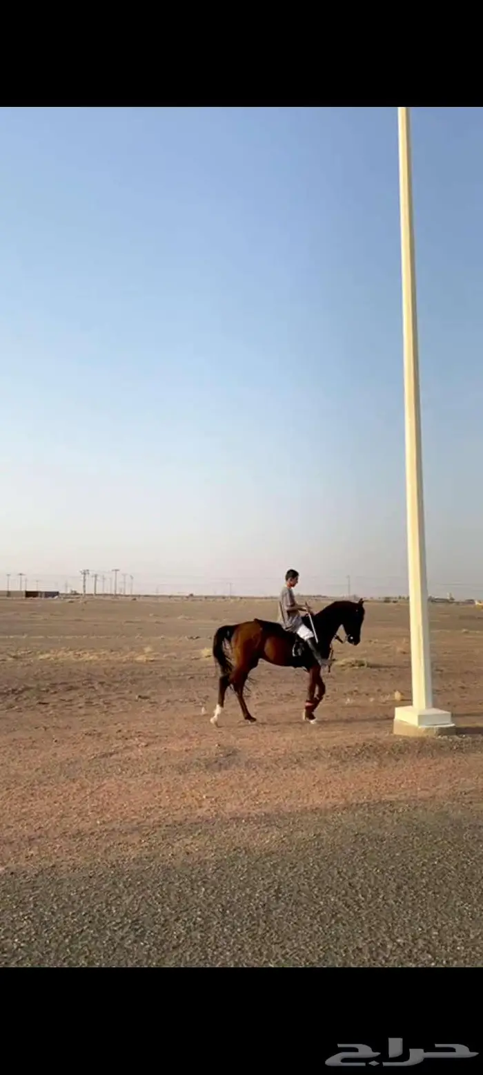 احصان للبيع شيخ 1