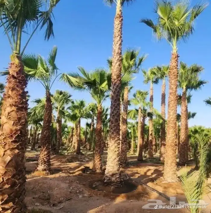 يوجدلديناجميع انواع انخل العربي والواشنطن 33