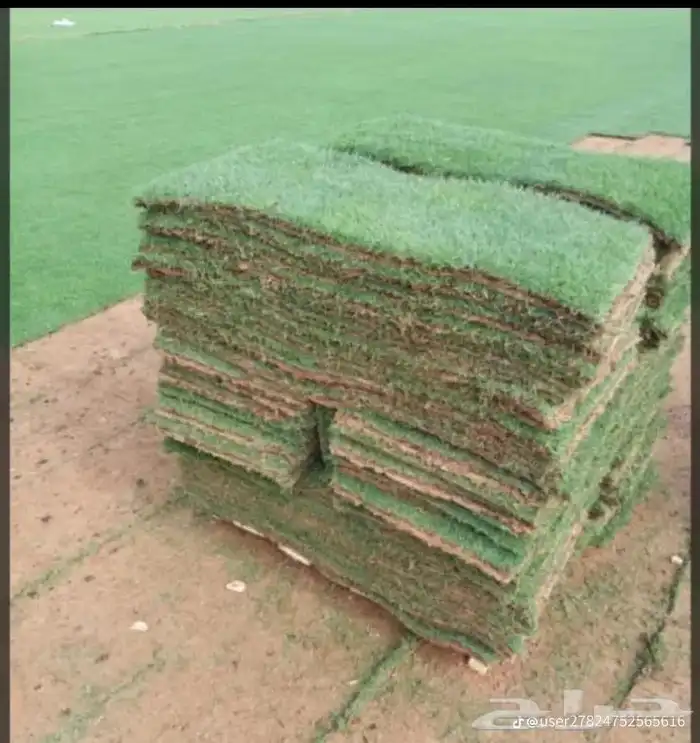 يوجدلديناجميع انواع انخل العربي والواشنطن 32