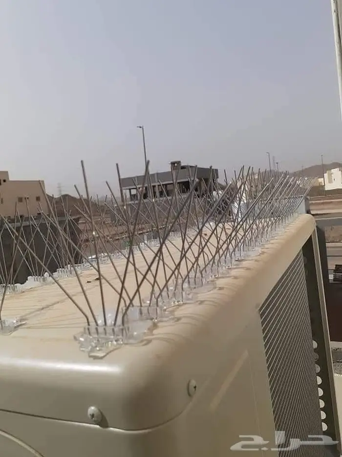 اشواك حمام بالمدينة 2