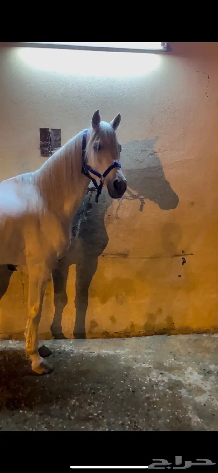 حصان شعبي شيخ منوة القاني 4