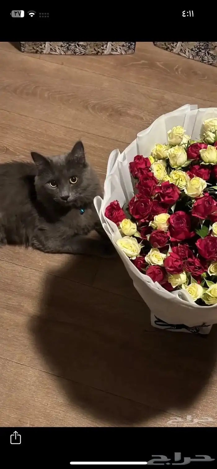 قط ذكر عمره سنه و4 شهور 3