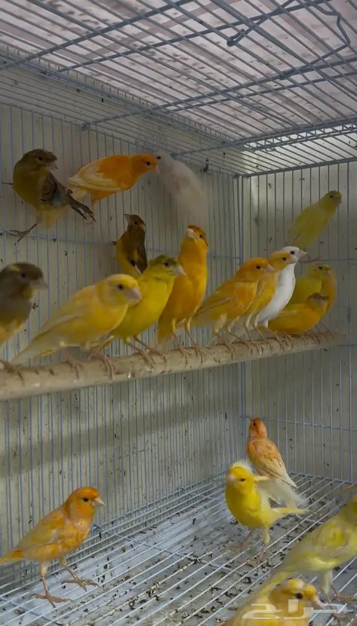 ذكور كناري سوري (تغريد) 0