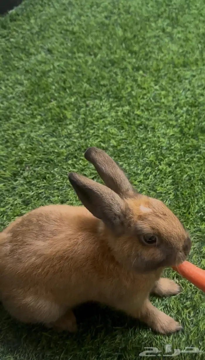 حيوان انوع ارنب 2
