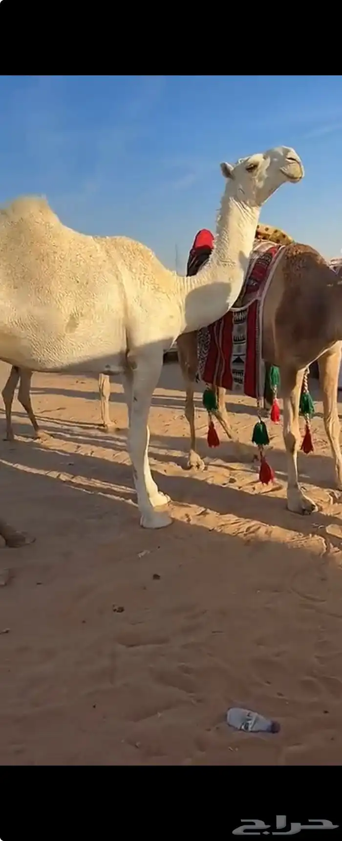 بكره حقه كفو 0