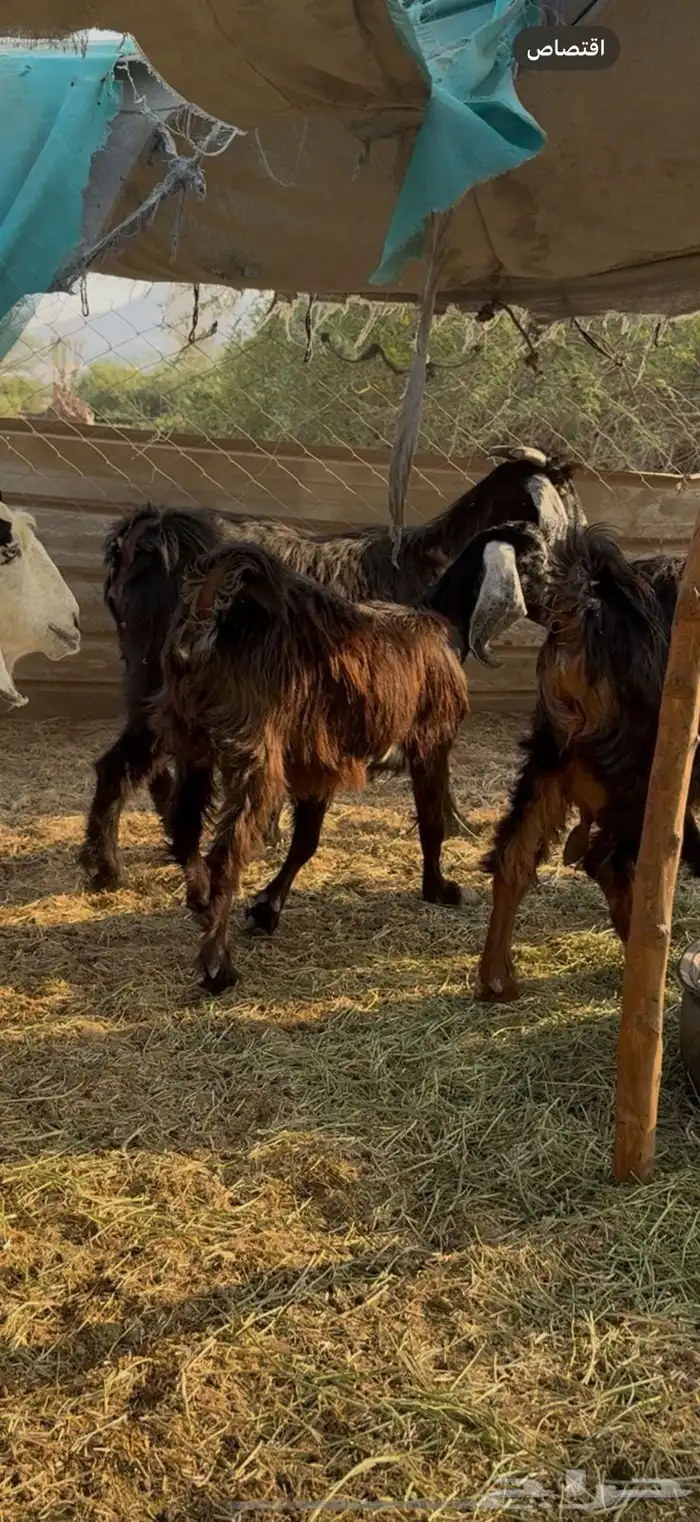 معزاء عوارض15راس دفيع ع520ريال 2