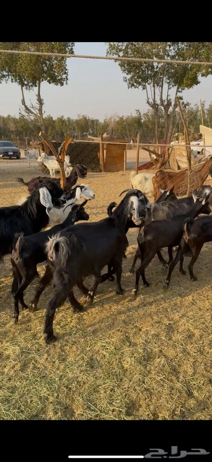 معزاء عوارض15راس دفيع ع520ريال 3