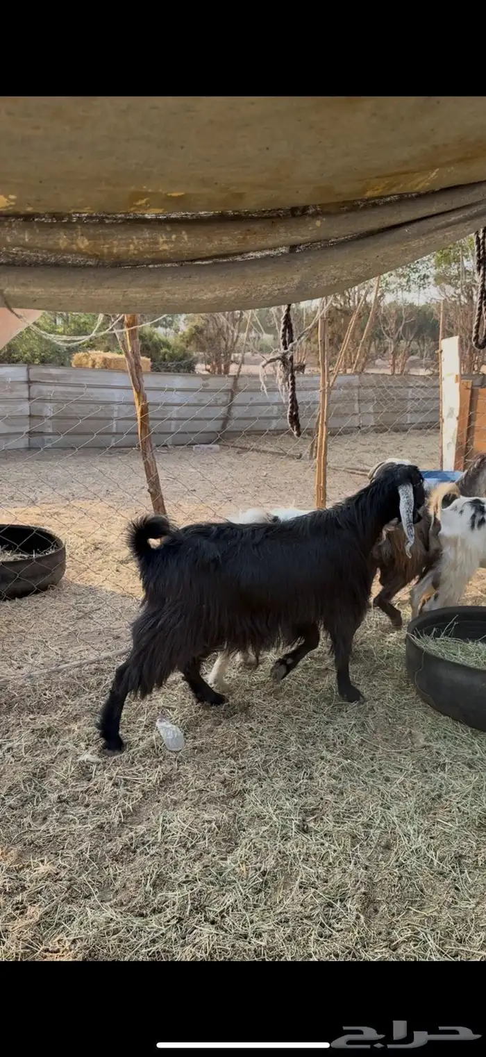 معزاء عوارض15راس دفيع ع520ريال 4