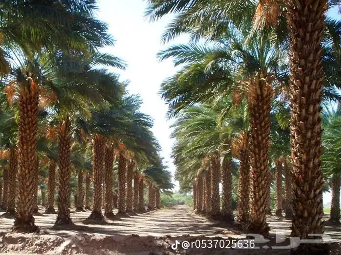 يوجدلديناجميع انواع انخل العربي والواشنطن 18