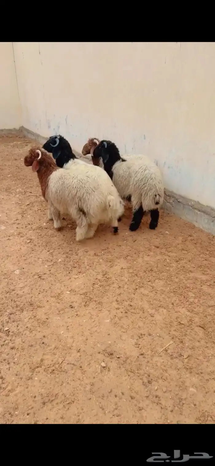 طليان نعيم الرياض حي الشفاء أي مكان نوصل فيه ذبح باقي ثلاثه 0