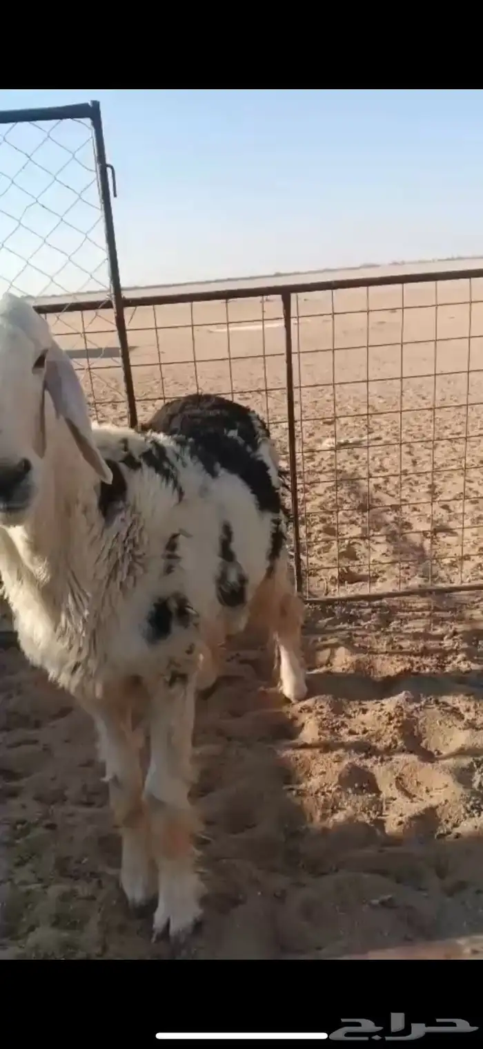 طلي مخصي ذبايح 1