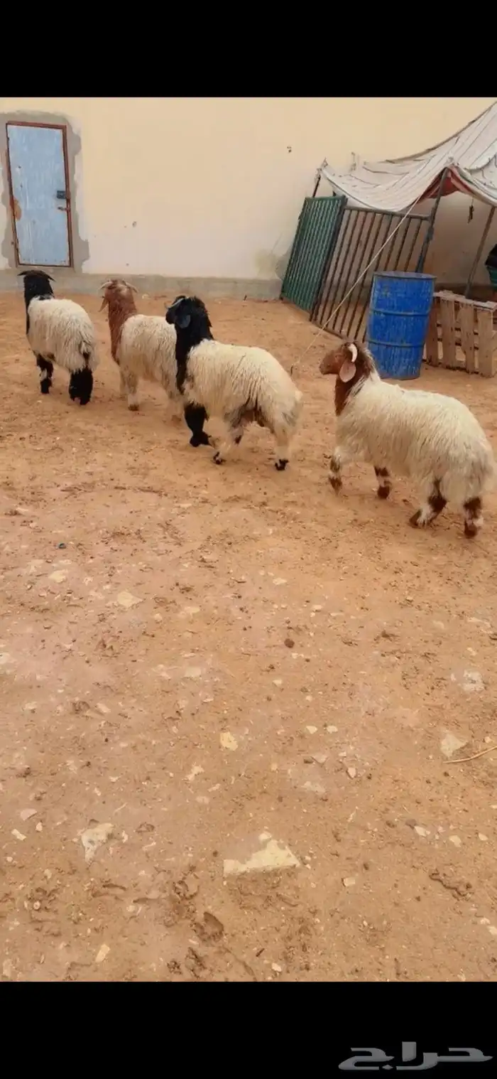 طليان نعيم الرياض حي الشفاء أي مكان نوصل فيه ذبح باقي ثلاثه 1