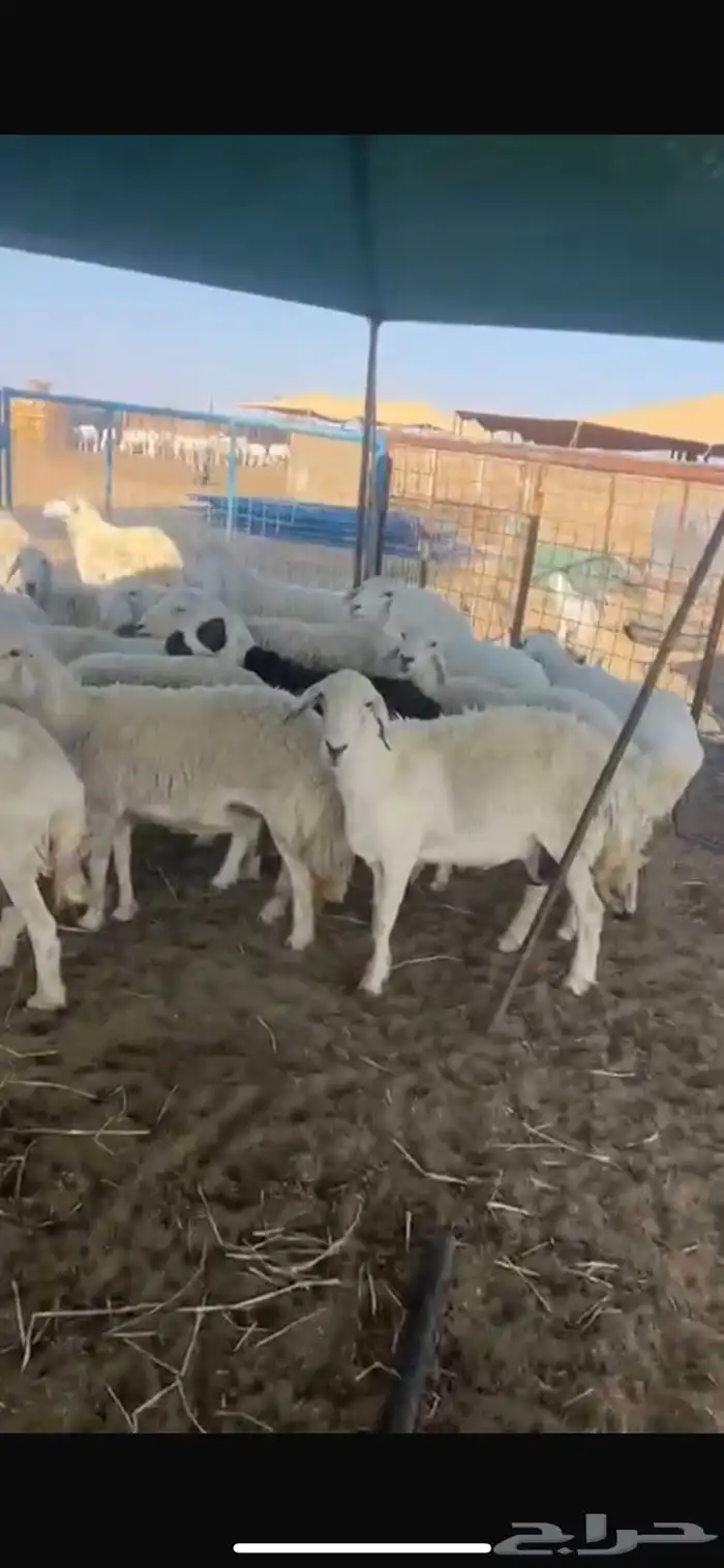 غنم للبيع العدد 29 تحتها 29 3