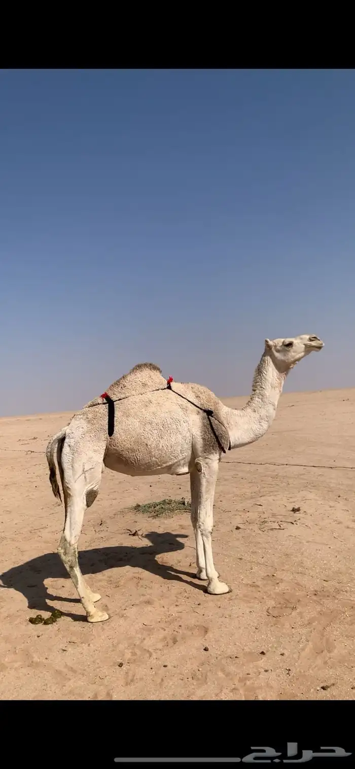 لبيع نياق وضح ضرايب مبيوعه عيالهن عدد 4 3