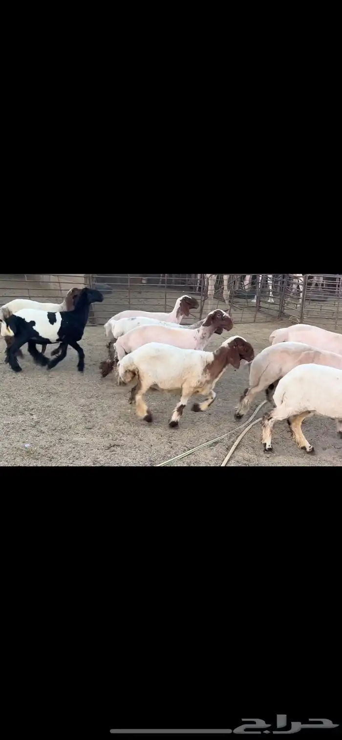 جذعات نعيم 4