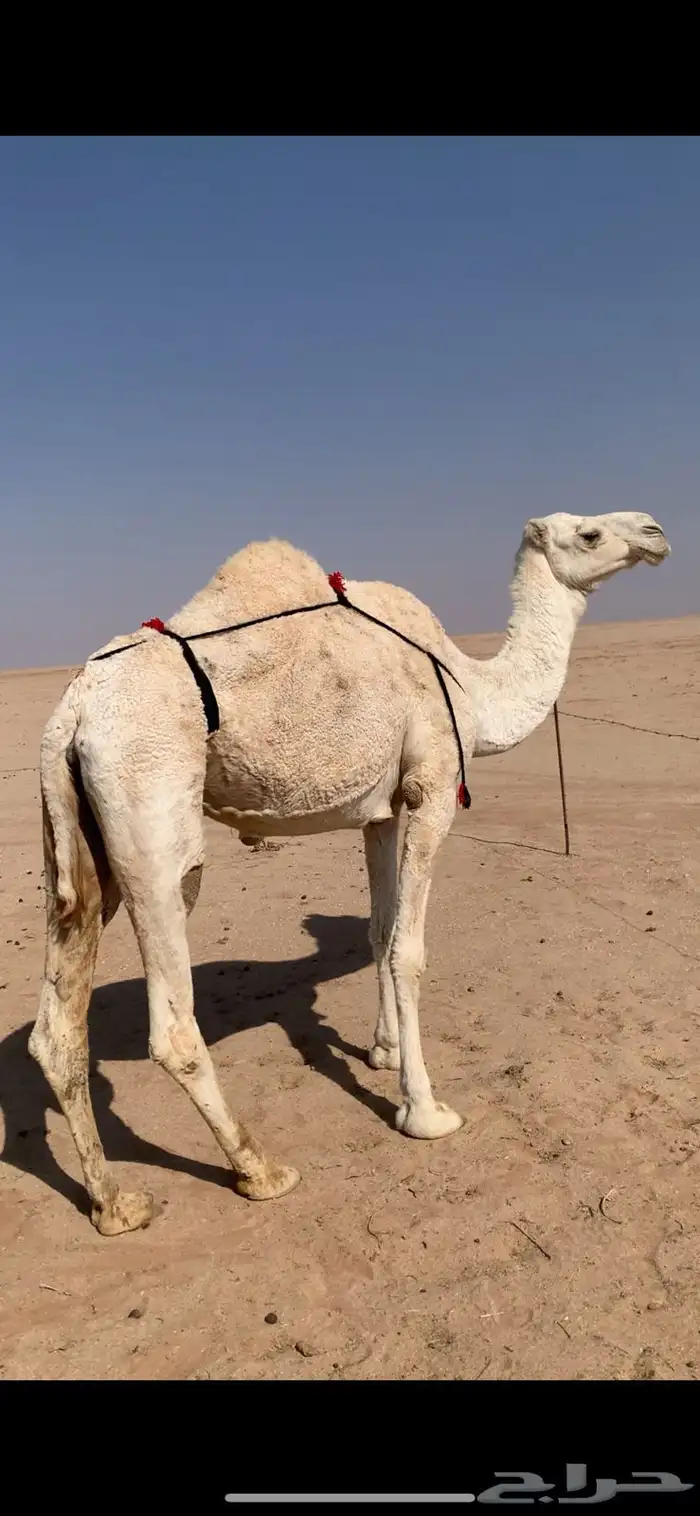 لبيع نياق وضح ضرايب مبيوعه عيالهن عدد 4 2