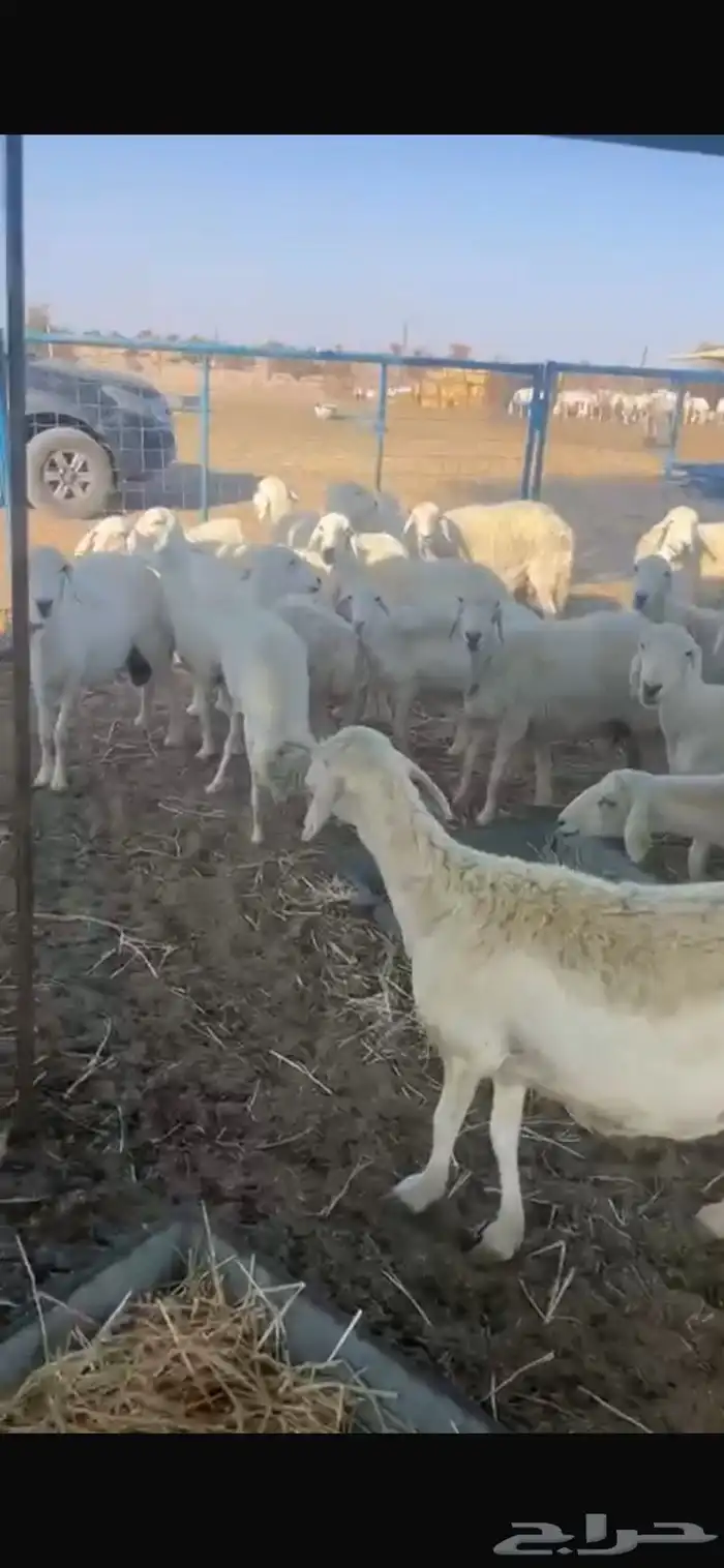 غنم للبيع العدد 29 تحتها 29 2