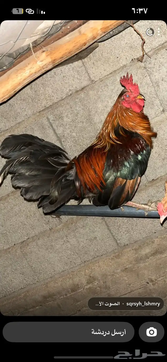 للبيع ديك عربي اصيل 1