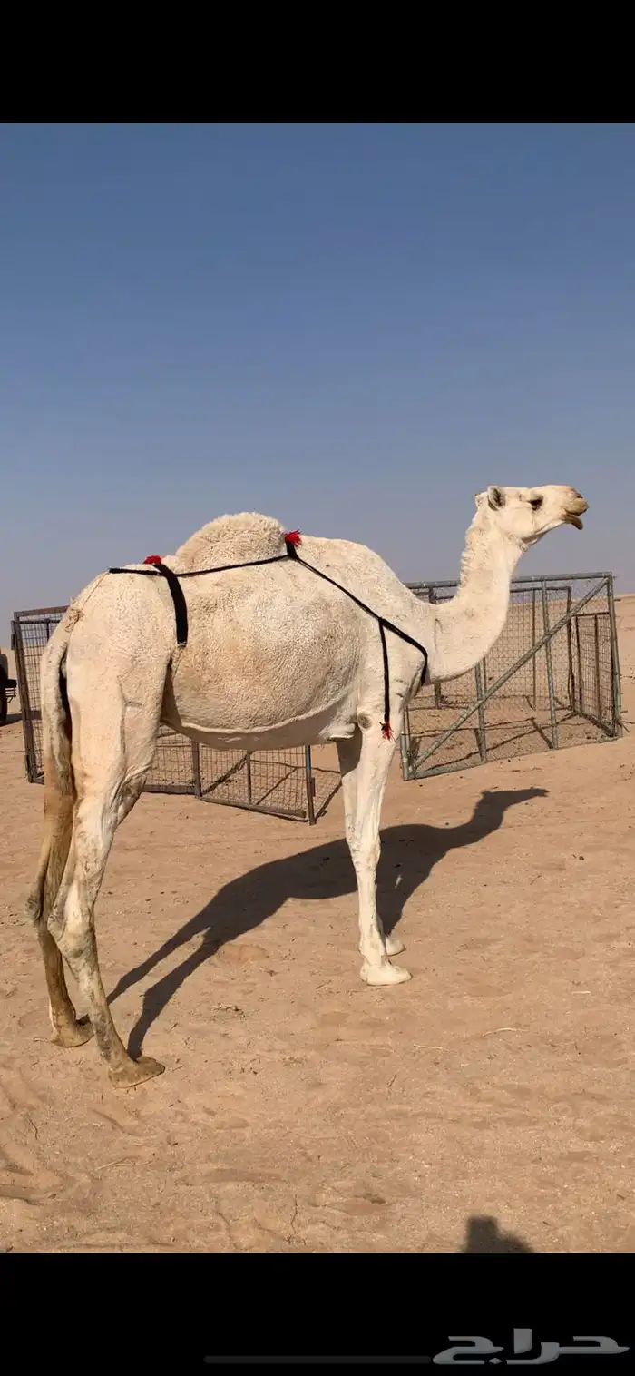 لبيع نياق وضح ضرايب مبيوعه عيالهن عدد 4 1