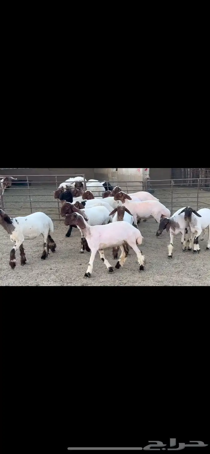 جذعات نعيم 2