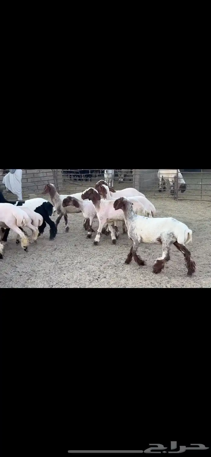 جذعات نعيم 1