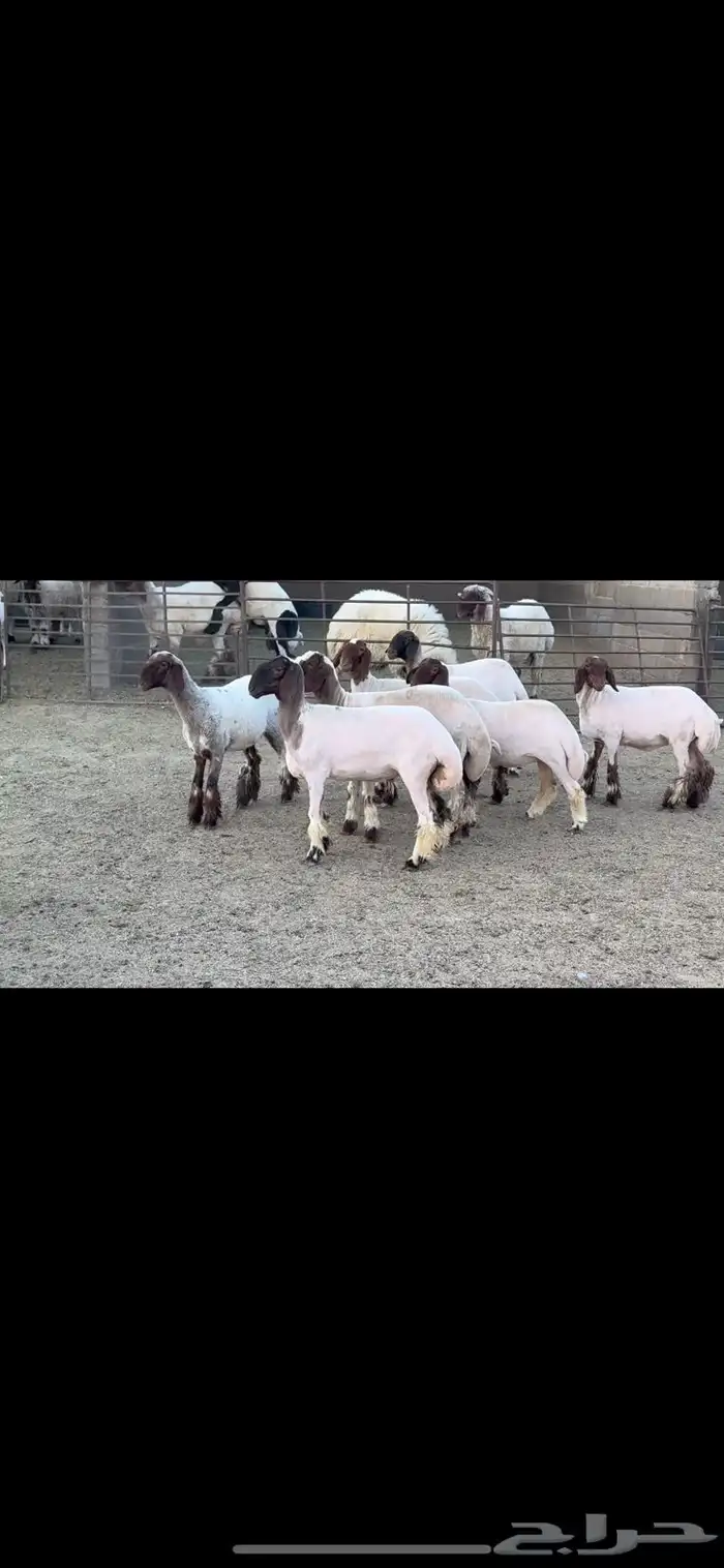 جذعات نعيم 0