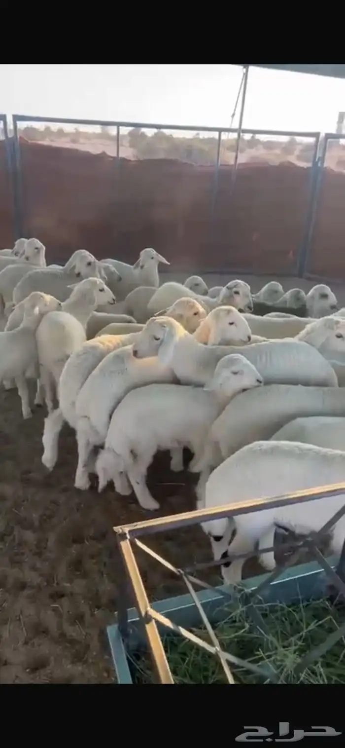 غنم للبيع العدد 29 تحتها 29 5