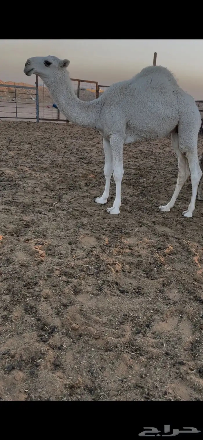 للبيع حواره وضحا كفو 0