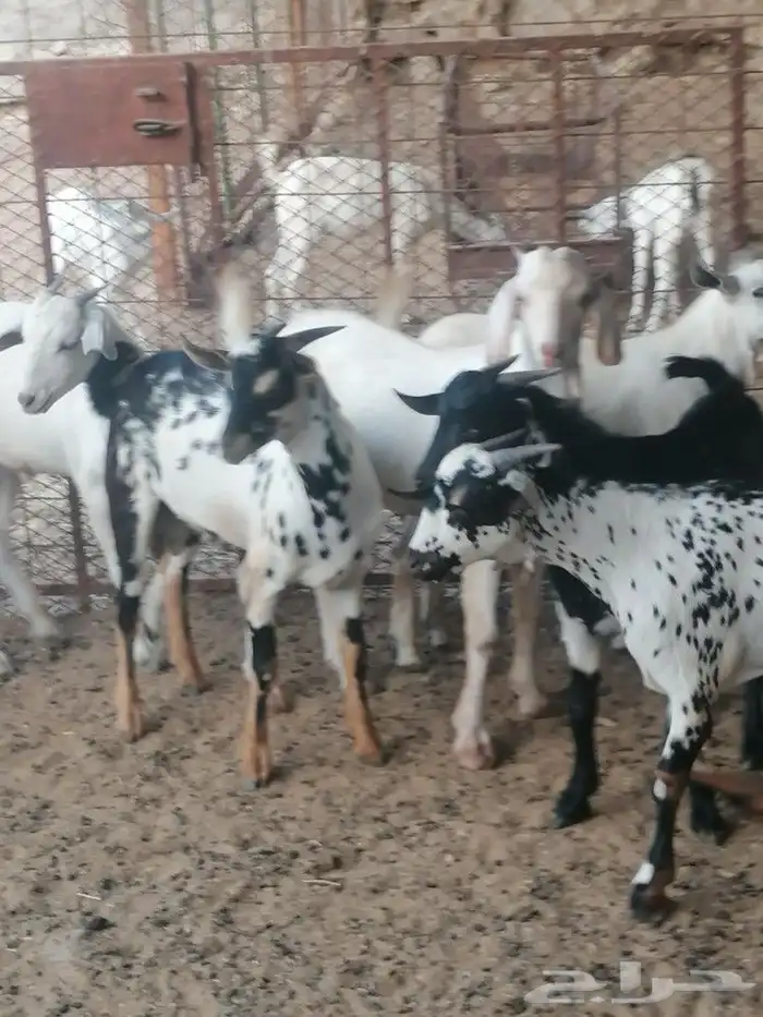 ذبايح حري وتيوس وسواكن مع أمكانيه ذبح وتوصيل 4