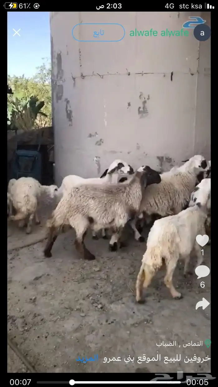 خروفين للبيع الموقع بني عمرو 0