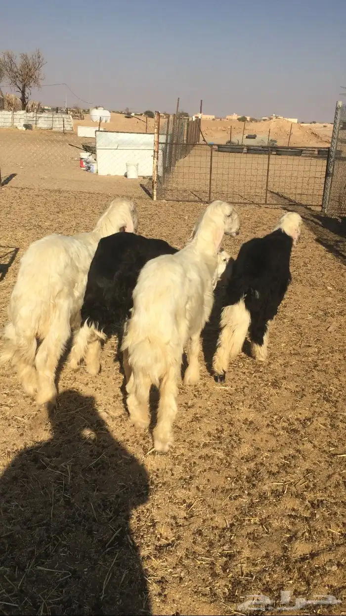 طليان نجد وبهم تربيه 1