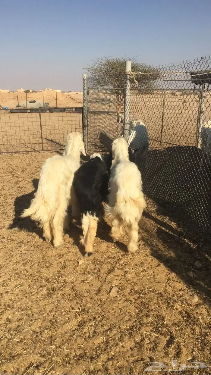 طليان نجد وبهم تربيه 3