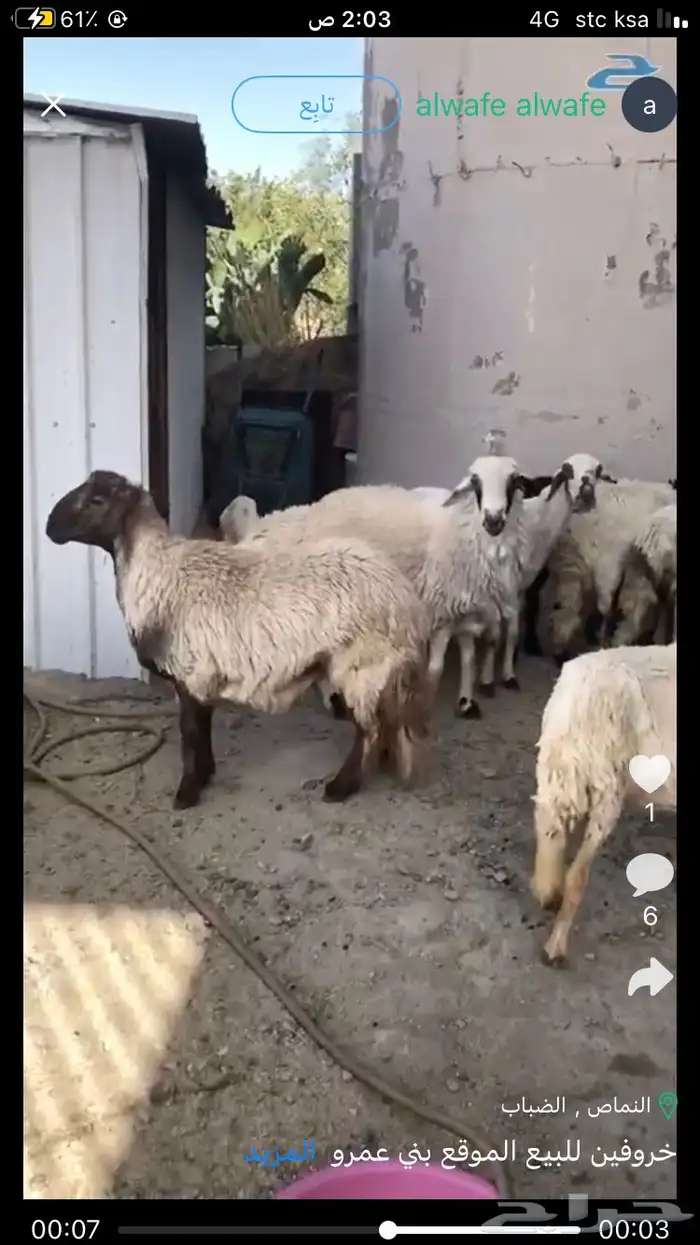 خروفين للبيع الموقع بني عمرو 2